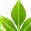 Eco-friendly detailing products